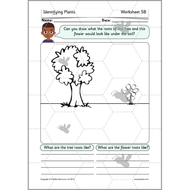 PlanBee Identifying Plants Year 1 | KS1 Plants Lessons | PlanBee