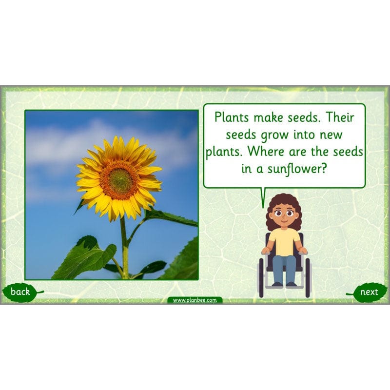 PlanBee Identifying Plants Year 1 | KS1 Plants Lessons | PlanBee