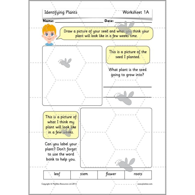 PlanBee Identifying Plants Year 1 | KS1 Plants Lessons | PlanBee