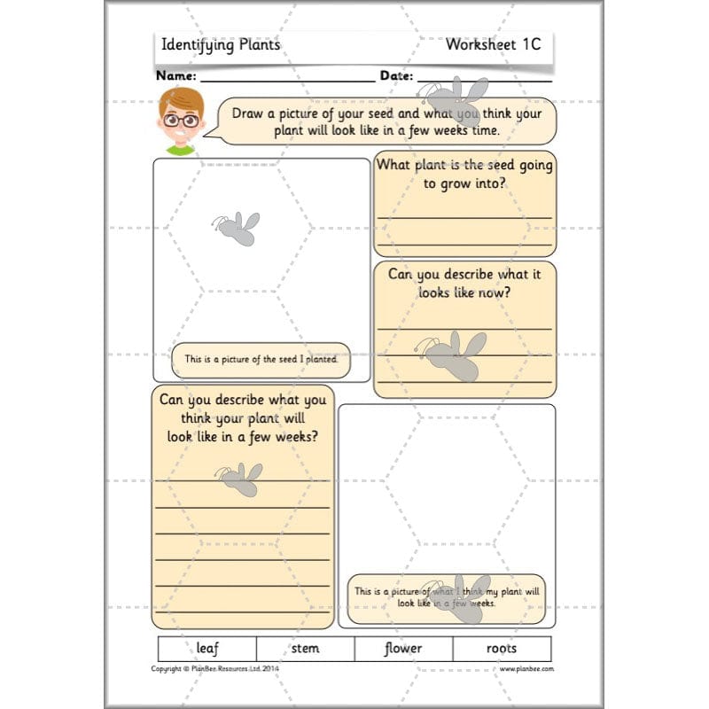 PlanBee Identifying Plants Year 1 | KS1 Plants Lessons | PlanBee