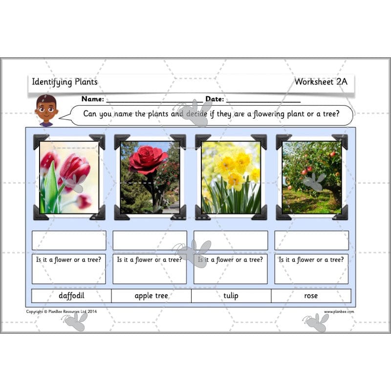 PlanBee Identifying Plants Year 1 | KS1 Plants Lessons | PlanBee