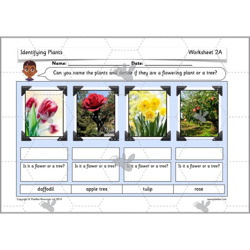 Identifying Plants Year 1 KS1 Plants Lessons PlanBee