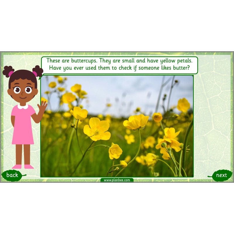 PlanBee Identifying Plants Year 1 | KS1 Plants Lessons | PlanBee