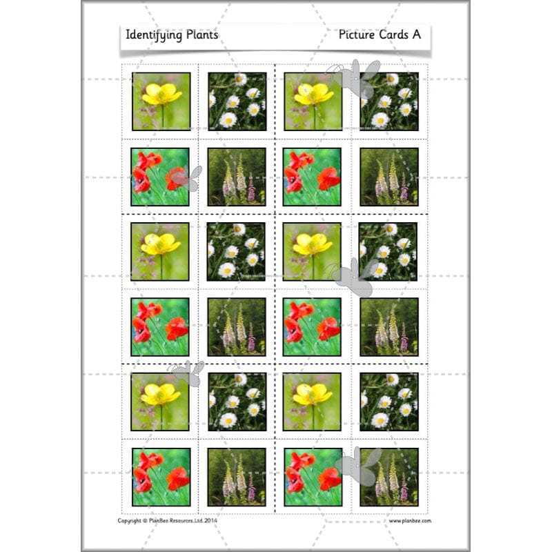 PlanBee Identifying Plants Year 1 | KS1 Plants Lessons | PlanBee