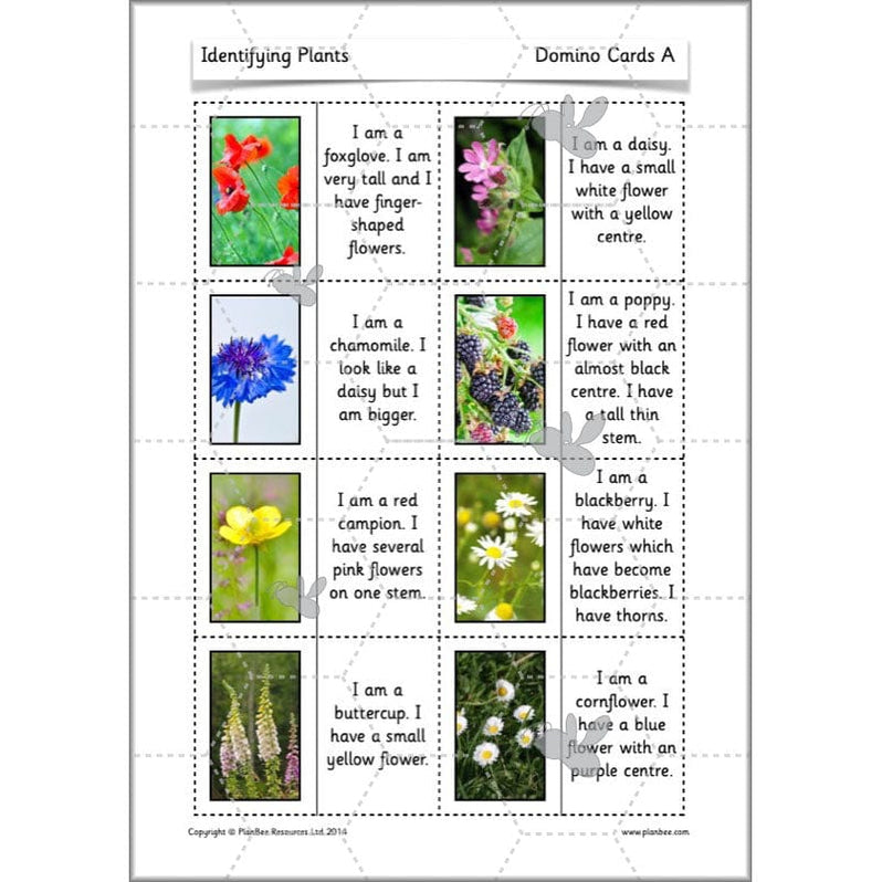 Identifying Plants Year 1 | KS1 Plants Lessons | PlanBee