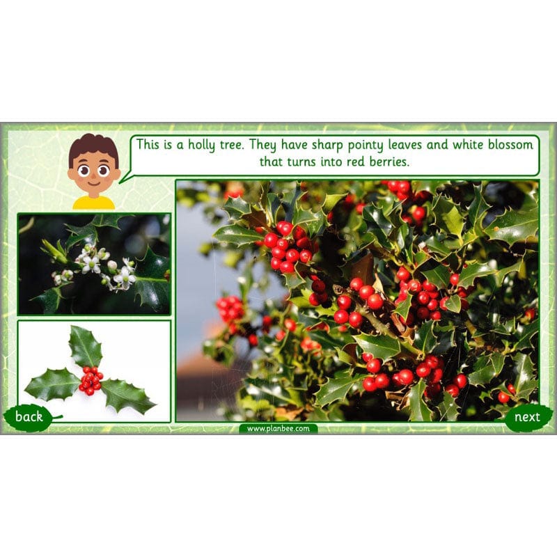 PlanBee Identifying Plants Year 1 | KS1 Plants Lessons | PlanBee