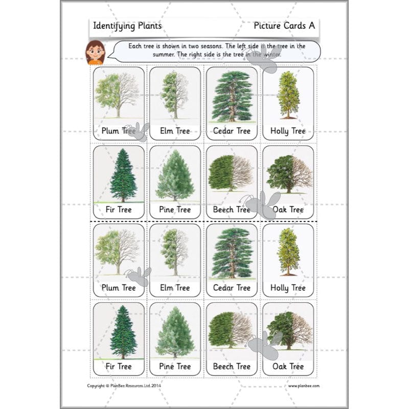 PlanBee Identifying Plants Year 1 | KS1 Plants Lessons | PlanBee