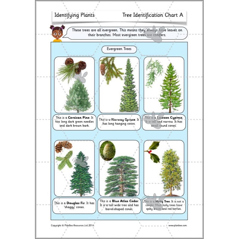 PlanBee Identifying Plants Year 1 | KS1 Plants Lessons | PlanBee