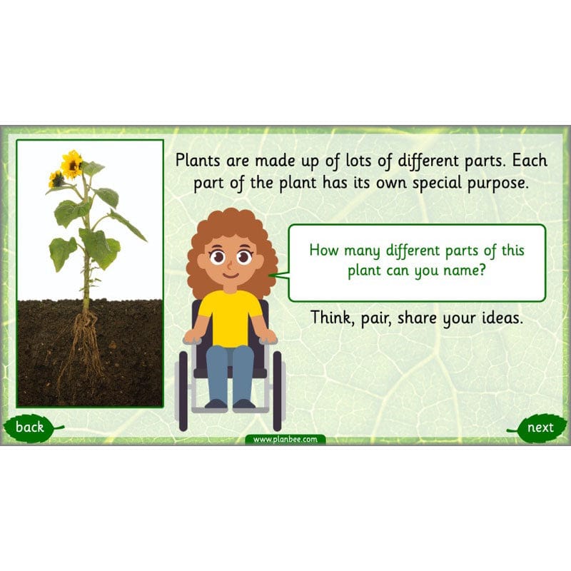 PlanBee Identifying Plants Year 1 | KS1 Plants Lessons | PlanBee