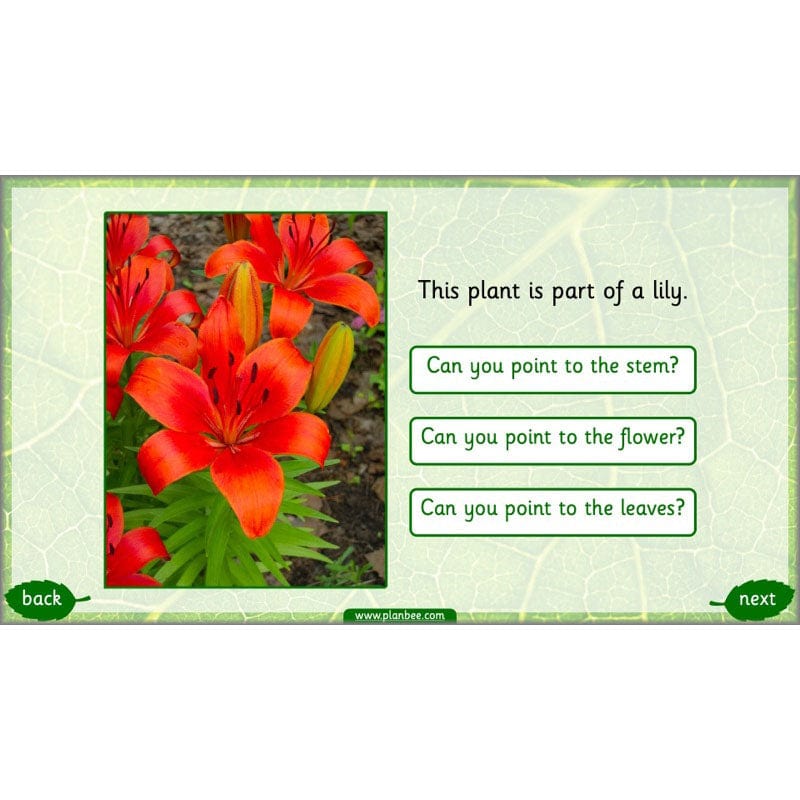 PlanBee Identifying Plants Year 1 | KS1 Plants Lessons | PlanBee