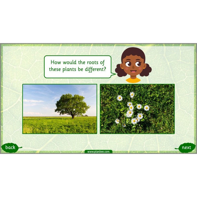 PlanBee Identifying Plants Year 1 | KS1 Plants Lessons | PlanBee