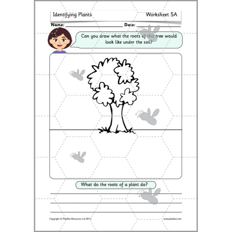 PlanBee Identifying Plants Year 1 | KS1 Plants Lessons | PlanBee