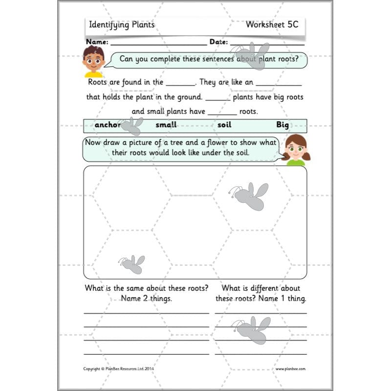 PlanBee Identifying Plants Year 1 | KS1 Plants Lessons | PlanBee