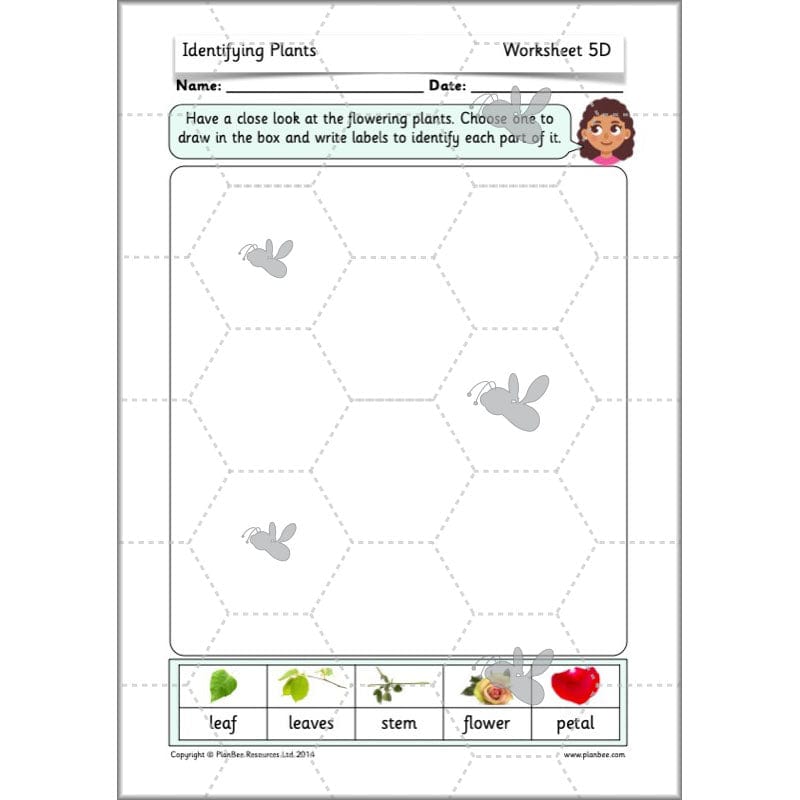 PlanBee Identifying Plants Year 1 | KS1 Plants Lessons | PlanBee