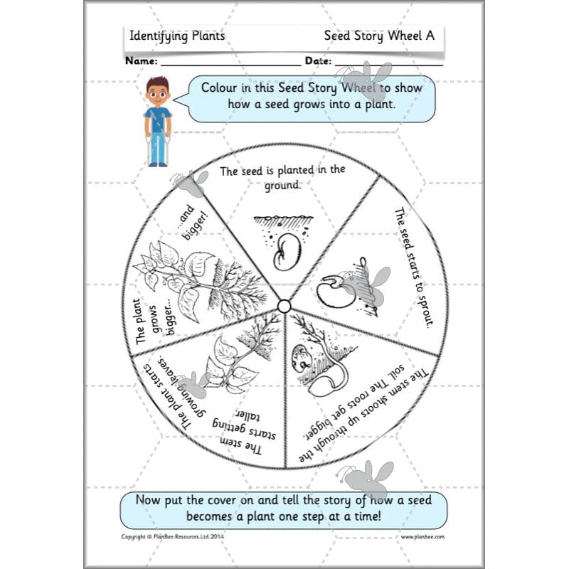 PlanBee Identifying Plants Year 1 | KS1 Plants Lessons | PlanBee