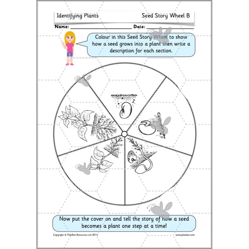 PlanBee Identifying Plants Year 1 | KS1 Plants Lessons | PlanBee