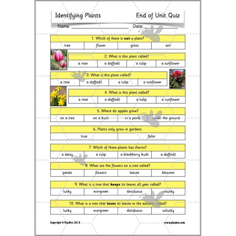 PlanBee Identifying Plants Year 1 | KS1 Plants Lessons | PlanBee