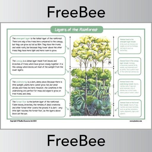 PlanBee FREE Layers of the Rainforest KS2 Poster | Geography 