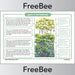 PlanBee FREE Layers of the Rainforest KS2 Poster | Geography 