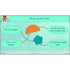 PlanBee Properties of Shapes Year 2 Maths Lessons by PlanBee