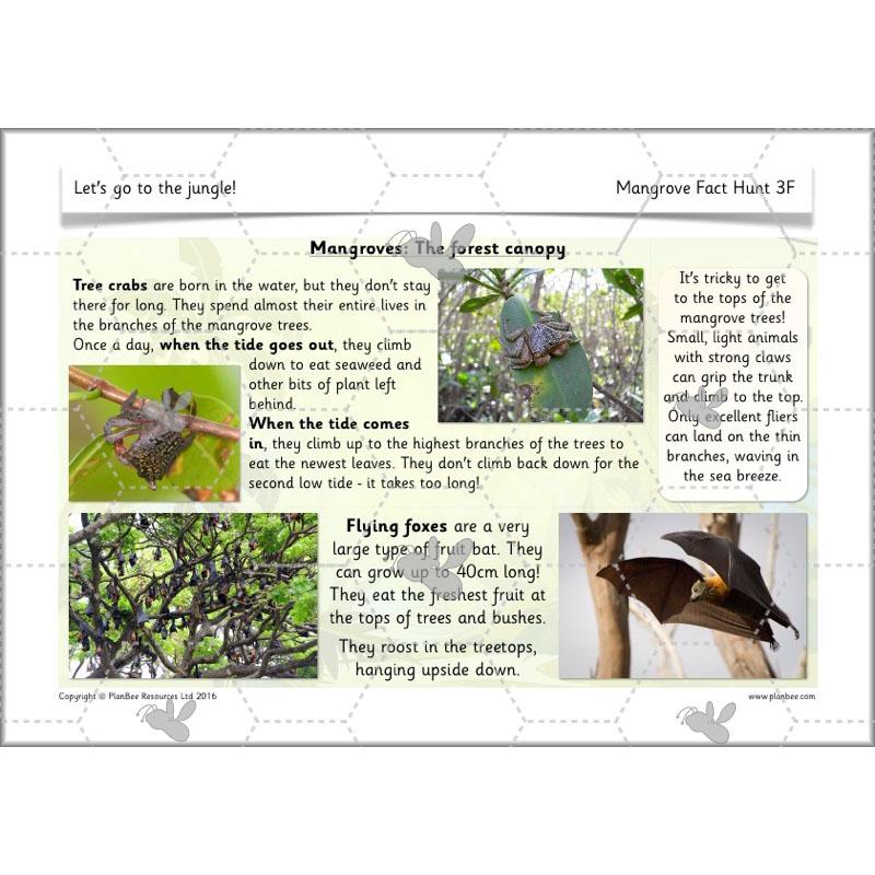 PlanBee Let's go to the Jungle Geography lessons for KS1