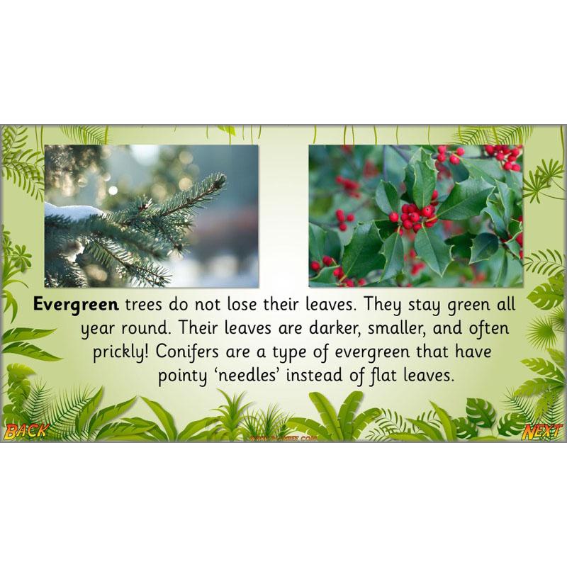 PlanBee Let's go to the Jungle Geography lessons for KS1