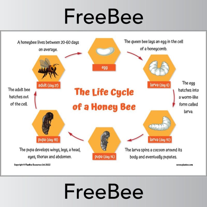 FREE Life Cycle of a Bee by PlanBee