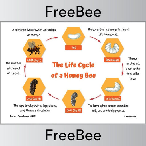 FREE Life Cycle of a Bee by PlanBee