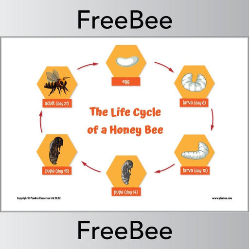 FREE Life Cycle of a Bee by PlanBee