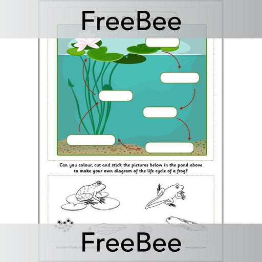 PlanBee FREE Life Cycle of a Frog KS1 Worksheet by PlanBee