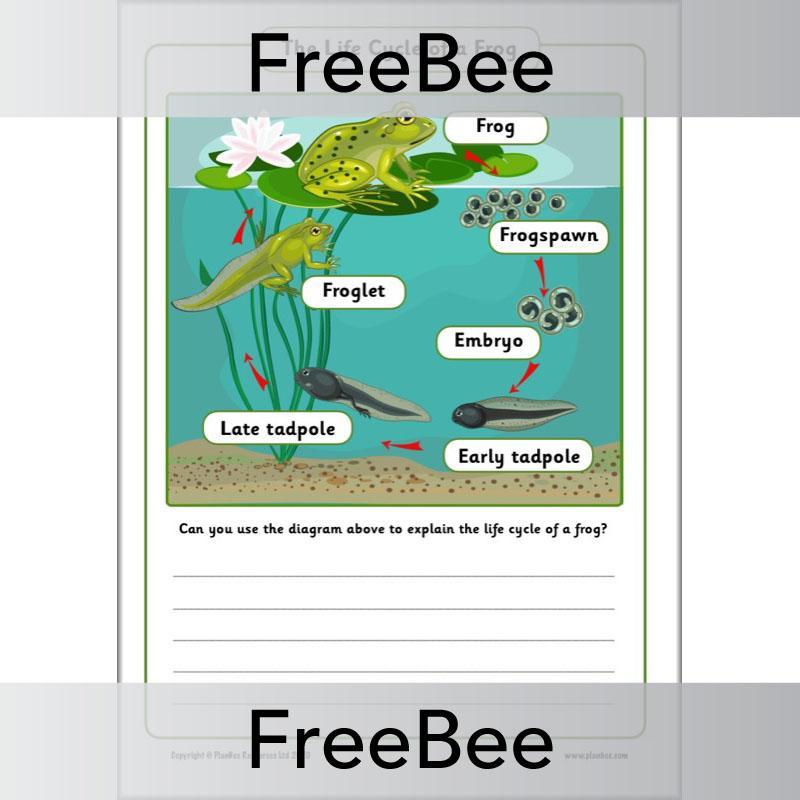 PlanBee FREE Life Cycle of a Frog KS1 Worksheet by PlanBee
