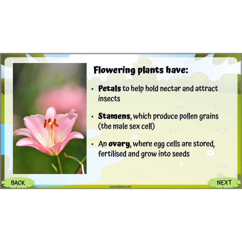 PlanBee Living Things and their Habitats Year 5 Life Cycles KS2 Science