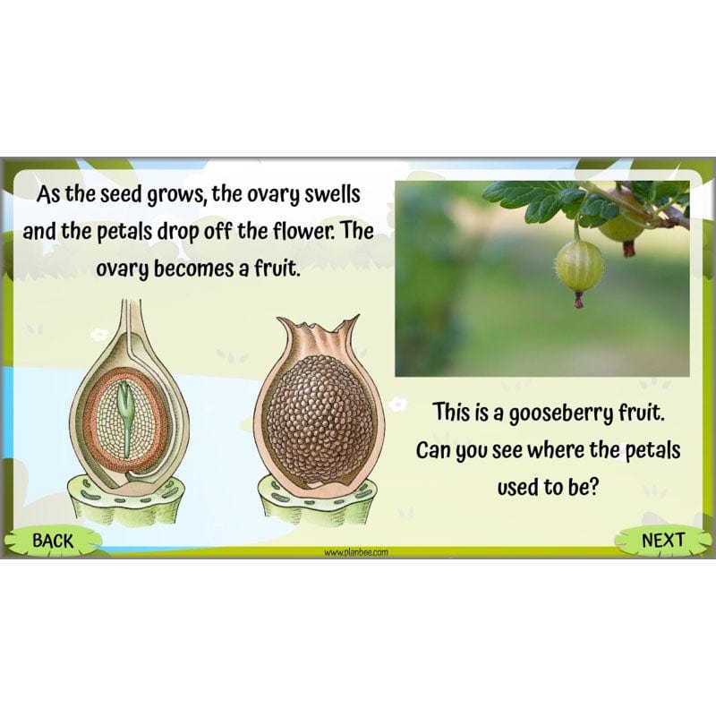 PlanBee Living Things and their Habitats Year 5 Life Cycles KS2 Science