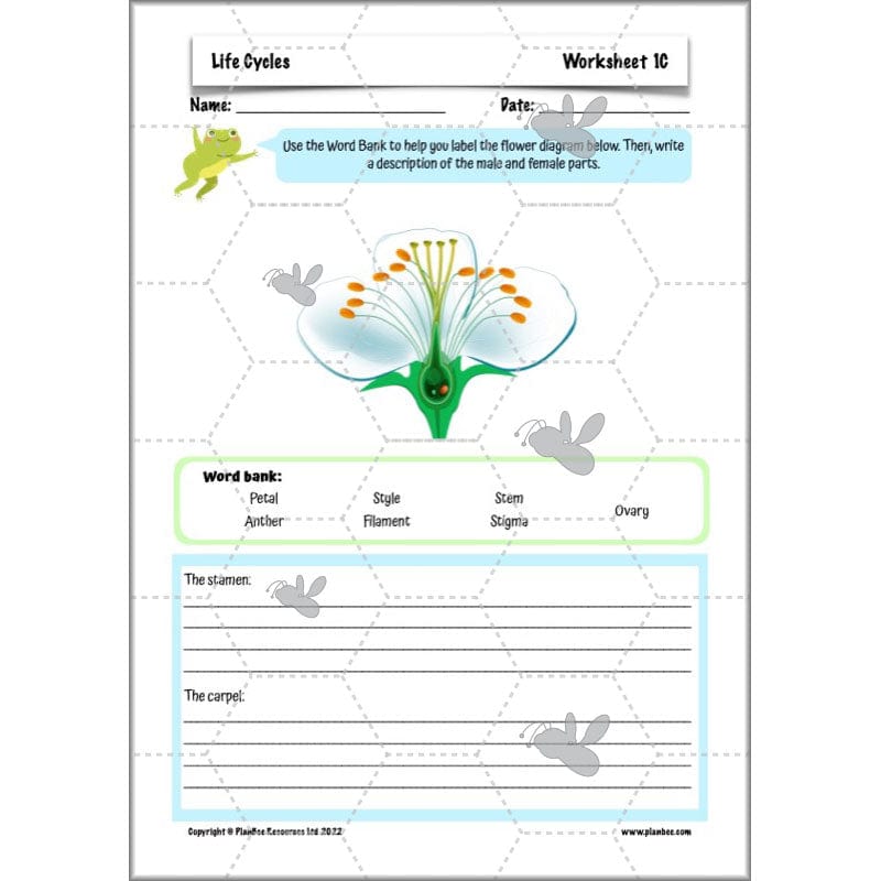 PlanBee Living Things and their Habitats Year 5 Life Cycles KS2 Science