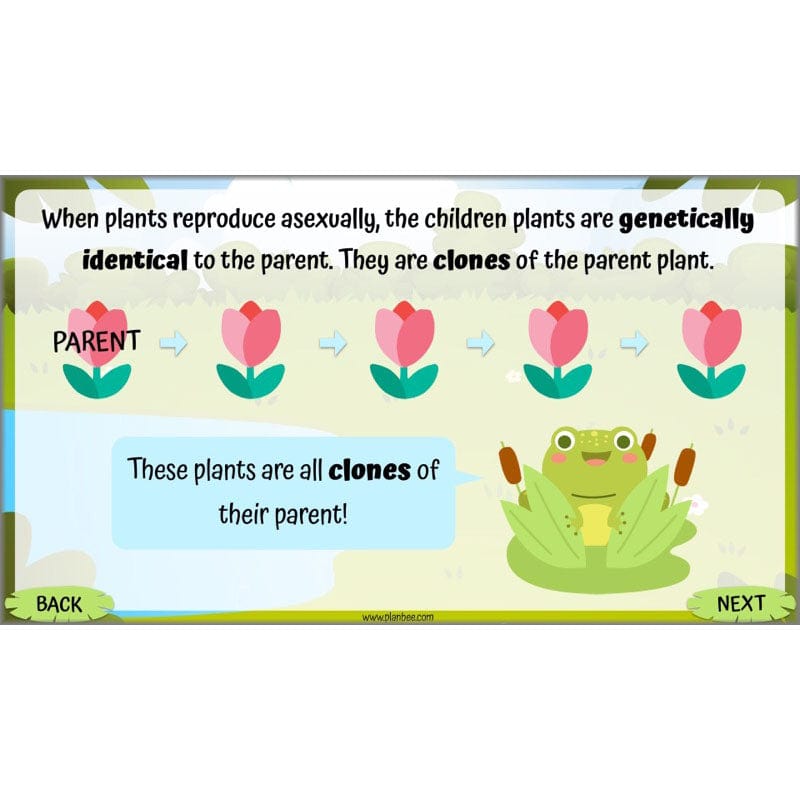PlanBee Living Things and their Habitats Year 5 Life Cycles KS2 Science