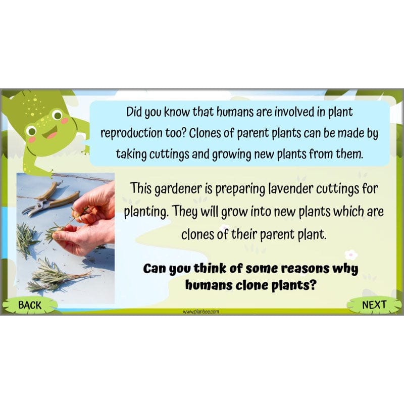 PlanBee Living Things and their Habitats Year 5 Life Cycles KS2 Science