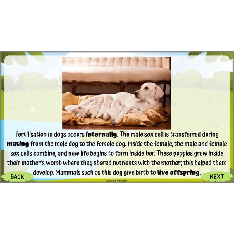 PlanBee Living Things and their Habitats Year 5 Life Cycles KS2 Science