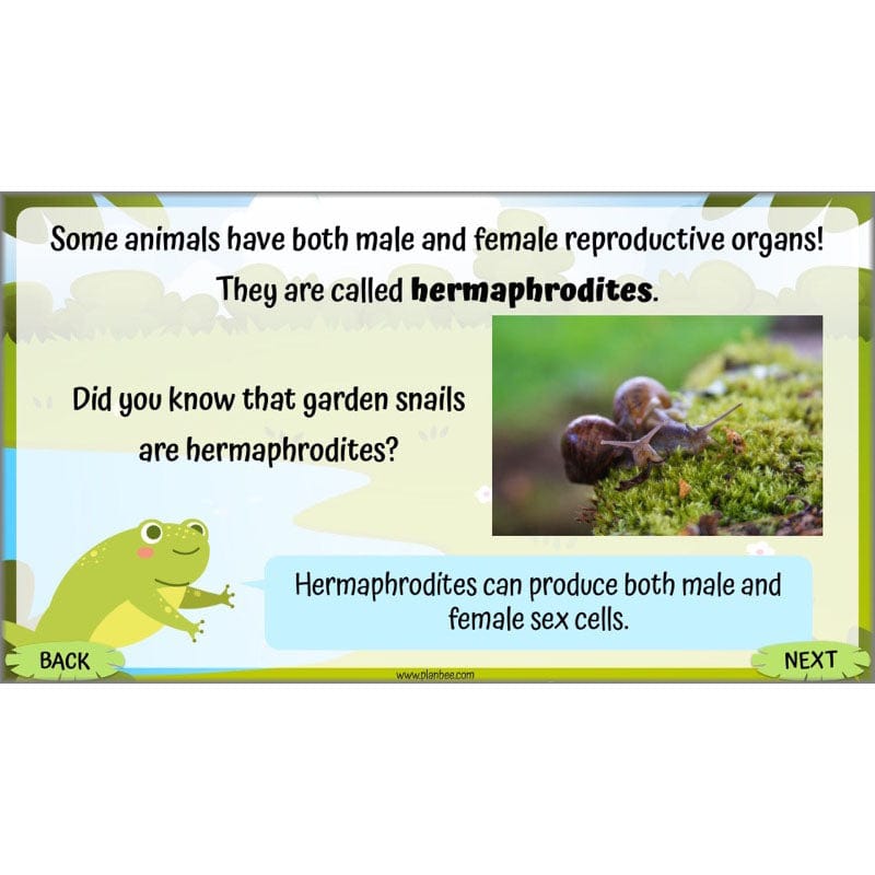 PlanBee Living Things and their Habitats Year 5 Life Cycles KS2 Science