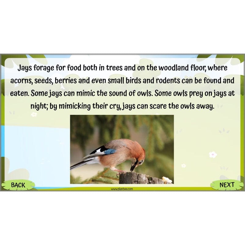 PlanBee Living Things and their Habitats Year 5 Life Cycles KS2 Science