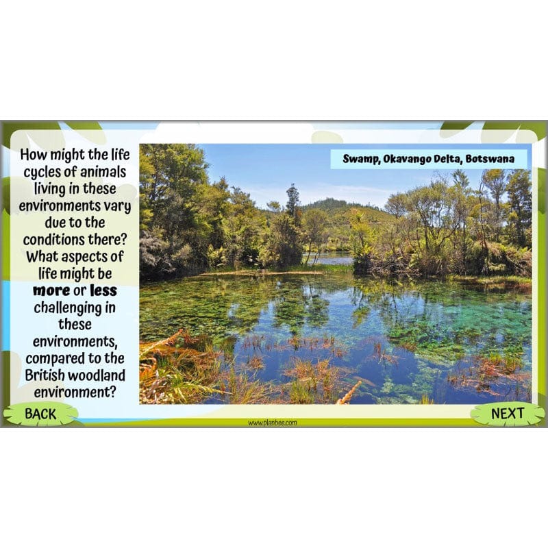 PlanBee Living Things and their Habitats Year 5 Life Cycles KS2 Science