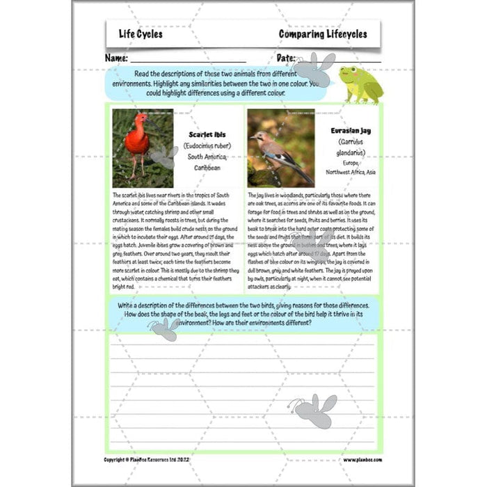 PlanBee Living Things and their Habitats Year 5 Life Cycles KS2 Science
