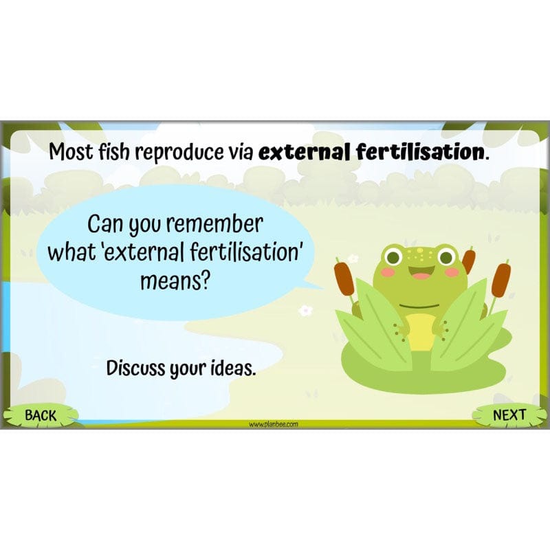 PlanBee Living Things and their Habitats Year 5 Life Cycles KS2 Science