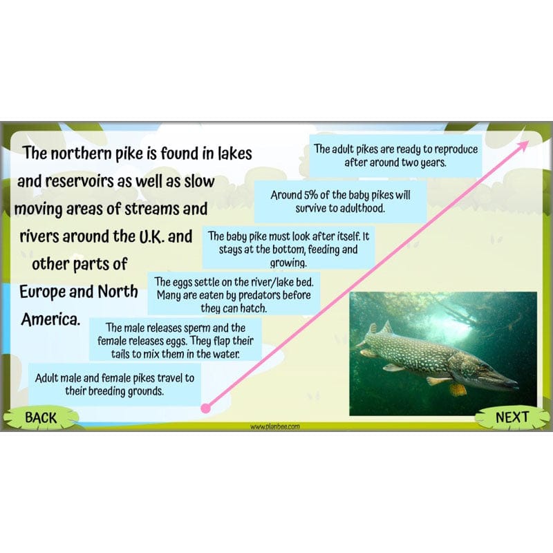 PlanBee Living Things and their Habitats Year 5 Life Cycles KS2 Science