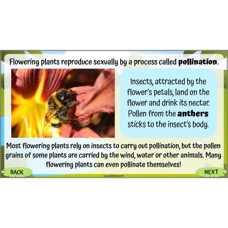 PlanBee Living Things and their Habitats Year 5 Life Cycles KS2 Science