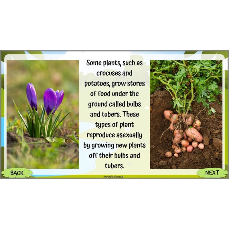 PlanBee Living Things and their Habitats Year 5 Life Cycles KS2 Science