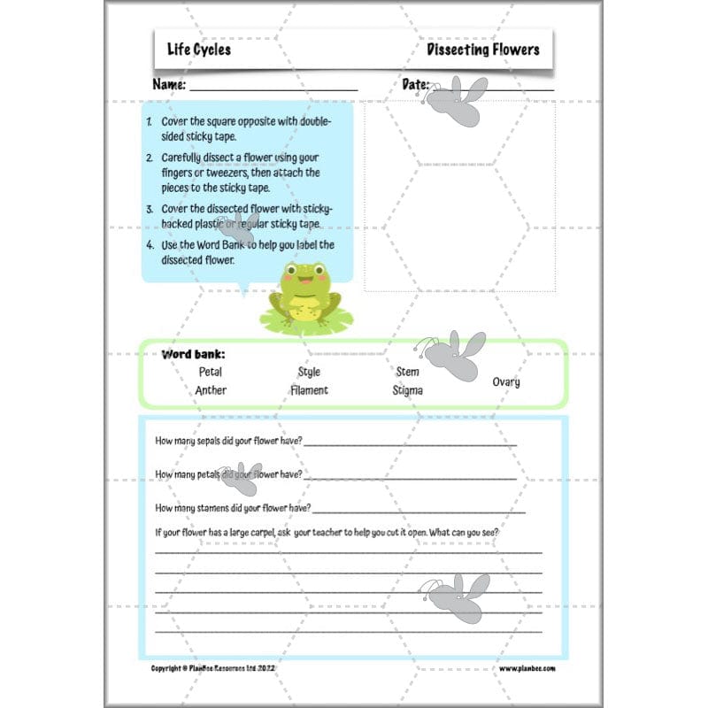 PlanBee Living Things and their Habitats Year 5 Life Cycles KS2 Science