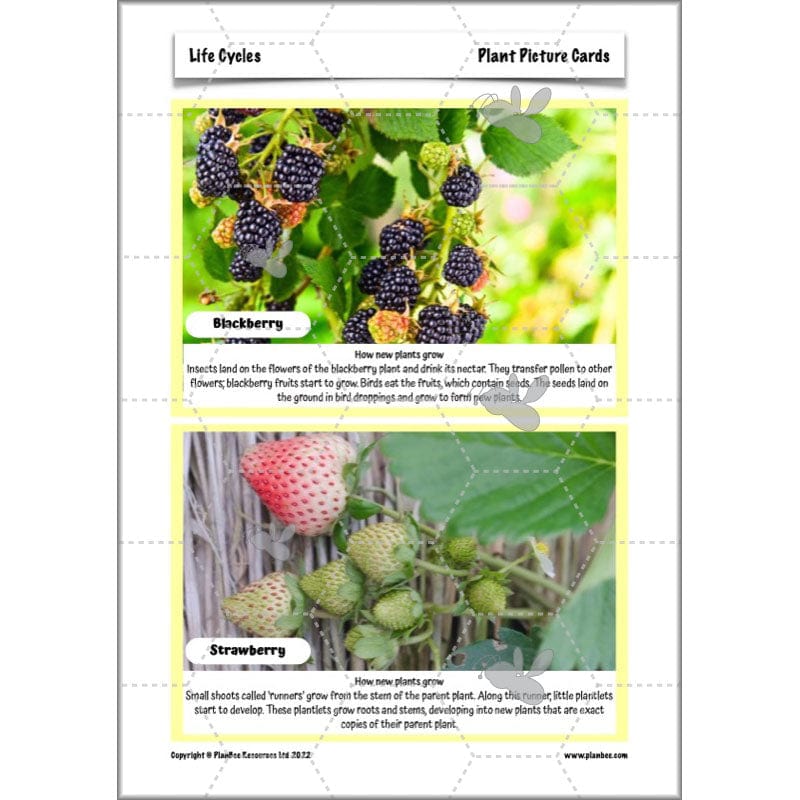 PlanBee Living Things and their Habitats Year 5 Life Cycles KS2 Science