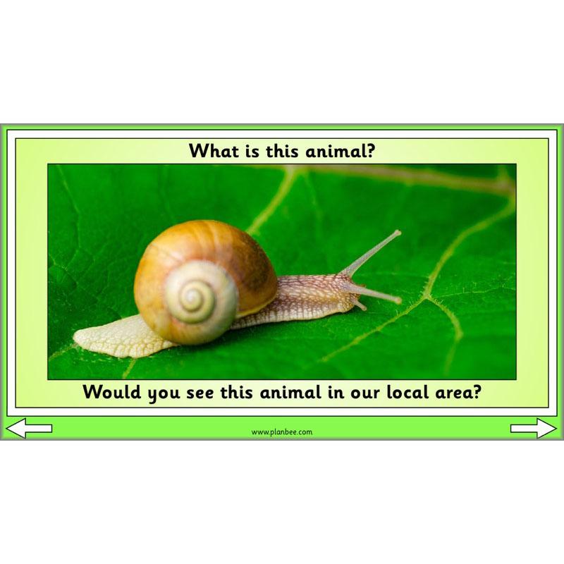 PlanBee Biodiversity KS1 Linking Local Wildlife ESR Lessons by PlanBee