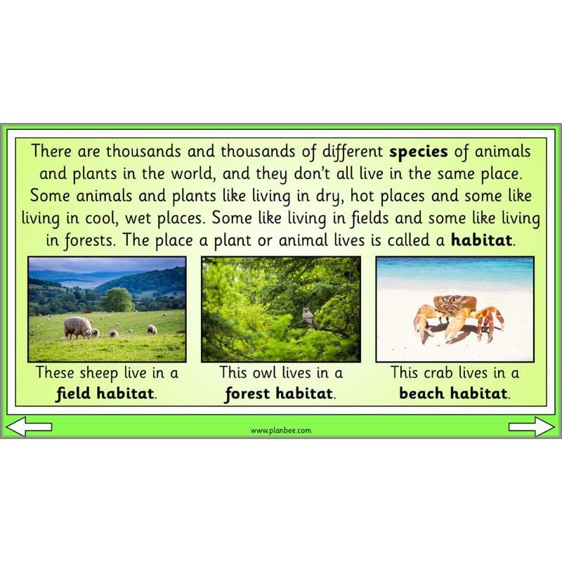 PlanBee Biodiversity KS1 Linking Local Wildlife ESR Lessons by PlanBee