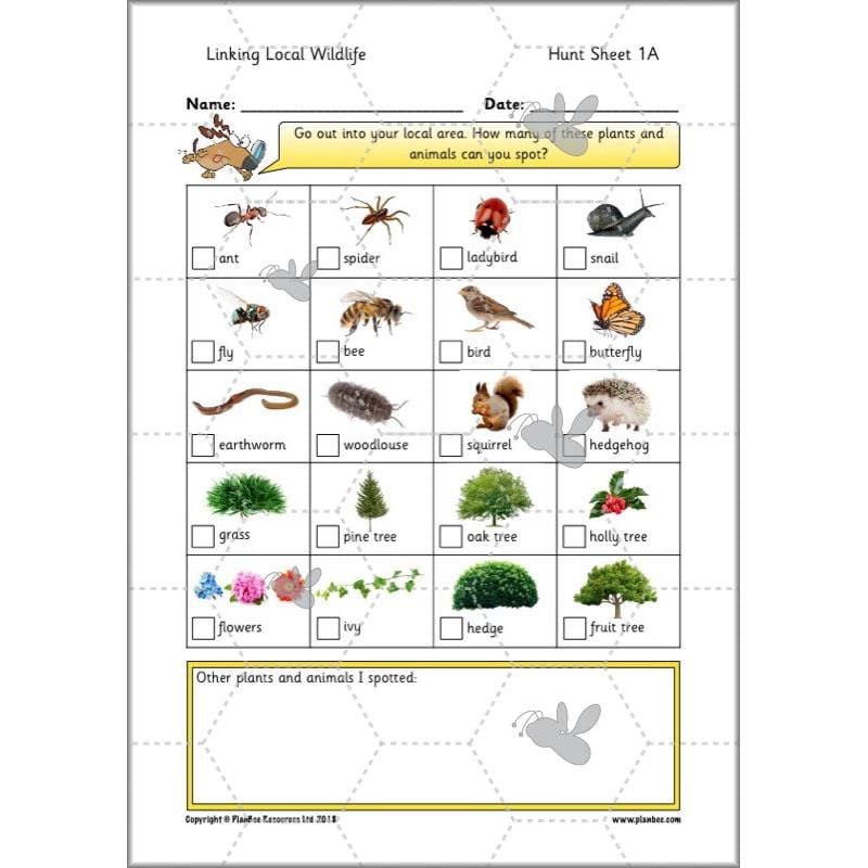 PlanBee Biodiversity KS1 Linking Local Wildlife ESR Lessons by PlanBee